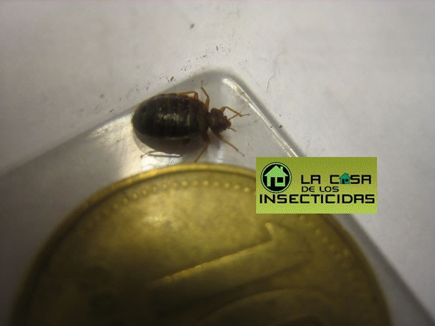 Las chinches de cama se han salido de control.